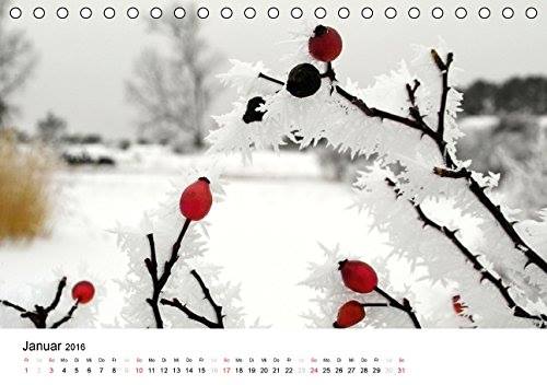 Kalender Usedomfotos 2016 - auf dem Gnitz